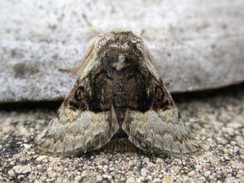 nut-tree tussock ex6048 _800_.JPG